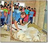 esquilar una oveja